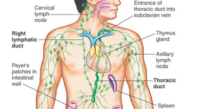 sistemul limfatic la om